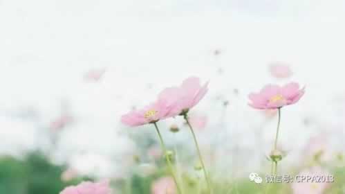碰到黑网系统审核取款失败.读者的话(图)
