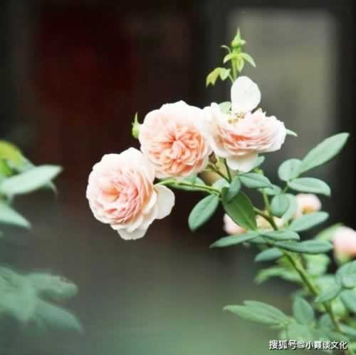 碰到被黑客服各种理由拖延出款要如何挽回(图)