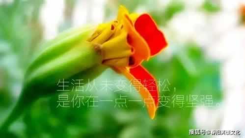 网络上被黑出款提示系统维护审核财务清算不能提现不给提款 优化方案(图)